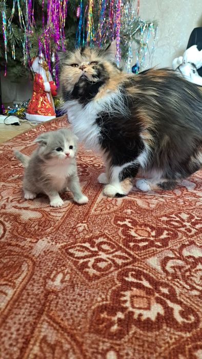 Персидские котята