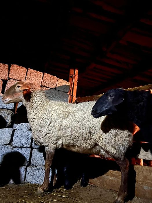 Қозы қозылы қой екеу