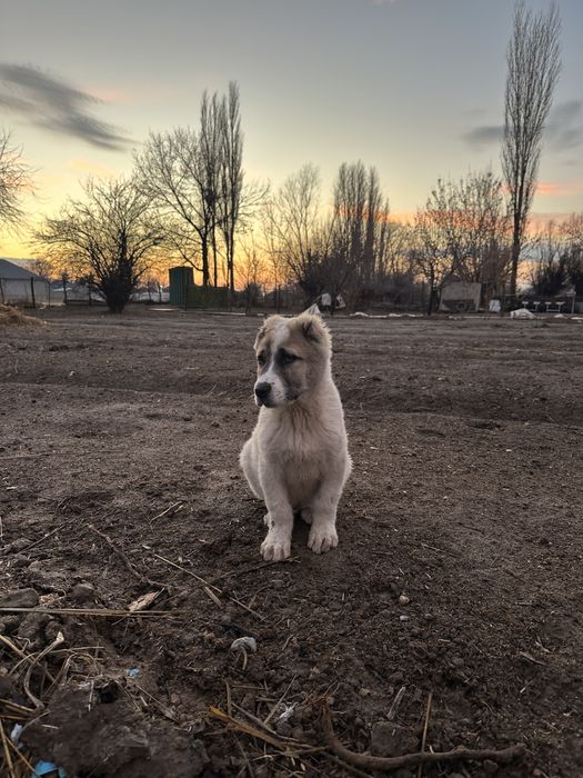 Алабай күшік. Лилшт. Ш ьлирлтт