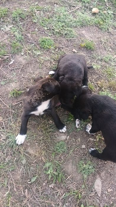 Пристраиваются классные щенята,девочки и мальчики