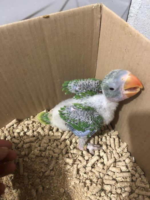 Pui blanzi 2025 papagali Marele Alexandru Alexander