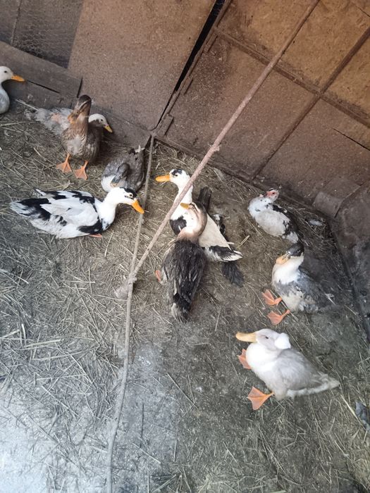 De vânzare rațe ungurește