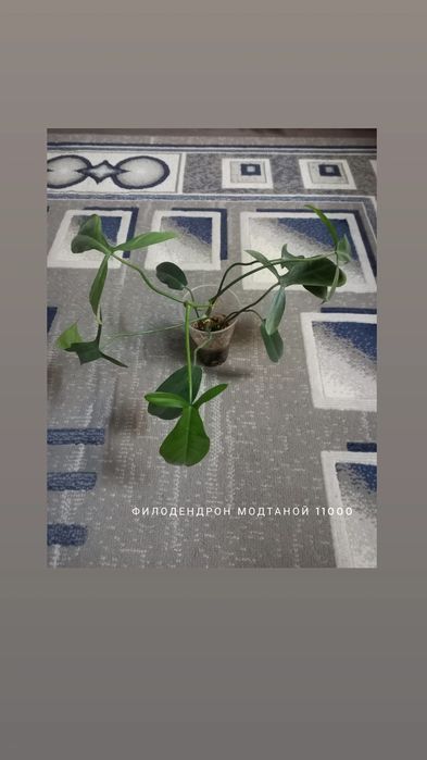 Филодендрон Модтаной, цветы, растения