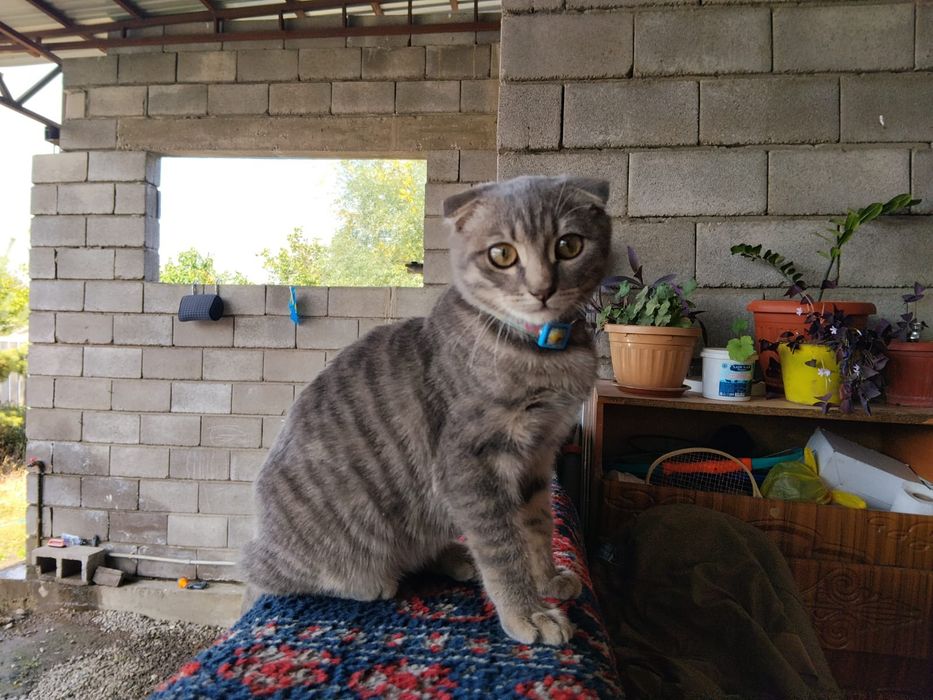 Кошка веслоухая Мурка серая