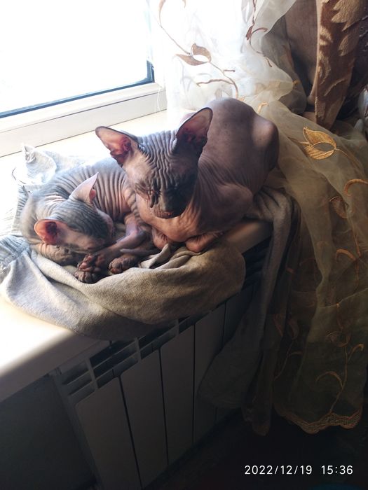 Сфинксы Донской и Египетский