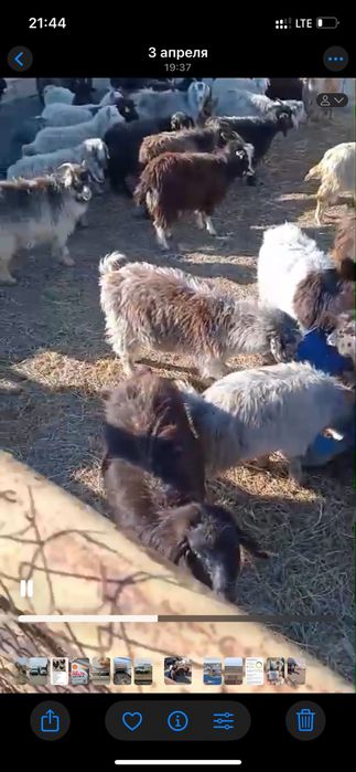 Шыбыштар сатылады