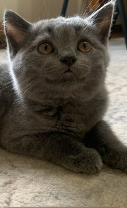 Продается котенок скоттиш страйт