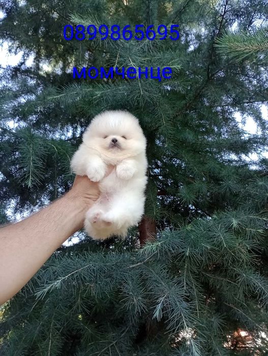 Миниатюрни Померани.
