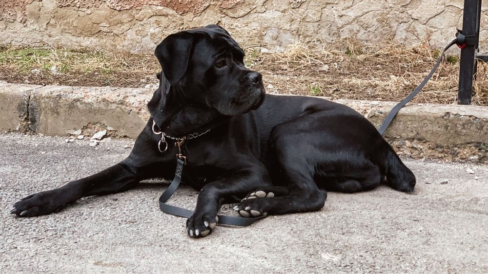 Ищем подругу для Кане Корсо