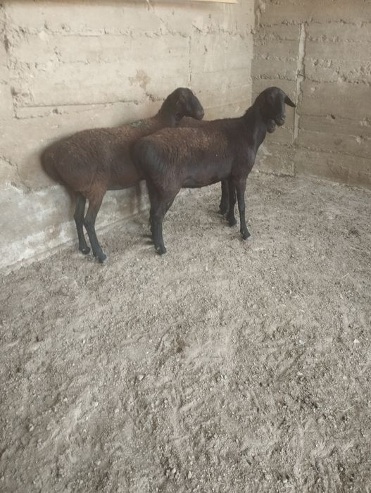 2 бас жас, ірі қойлар сатылады