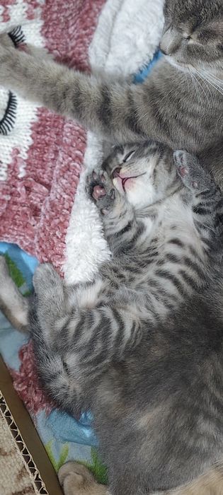 Отдам котенка,мальчик.