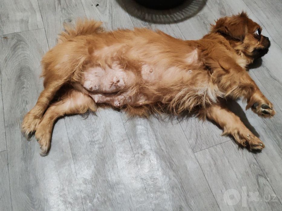 Pekinses jinsi qiz 3yosh sitiladi
