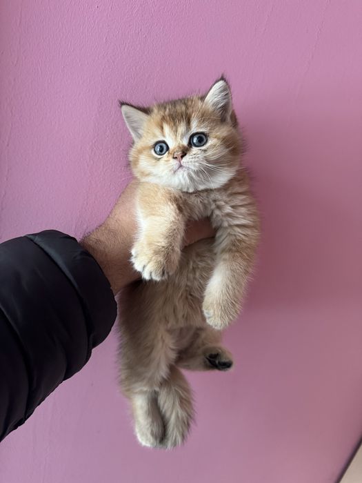 Britanski Zalatoy Shinshilla Sotiladi