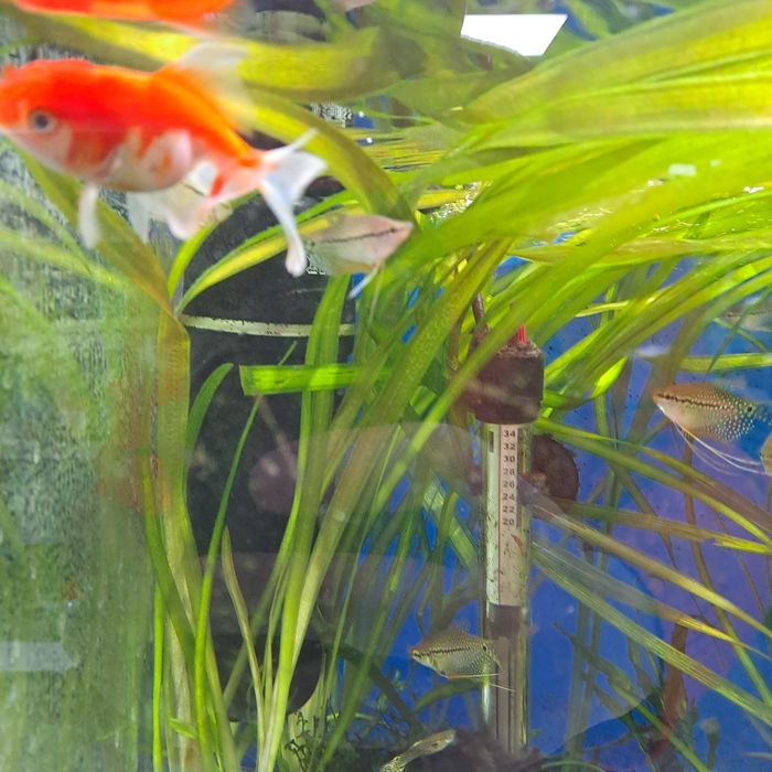 Аквариумные рыбки