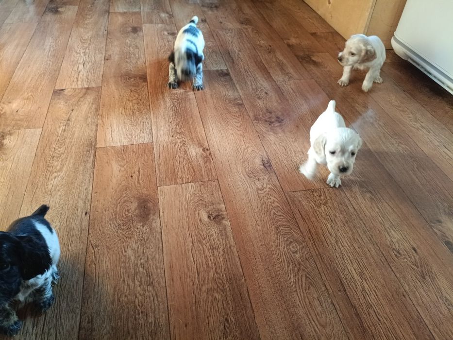 Русский спаниэль продам щенят