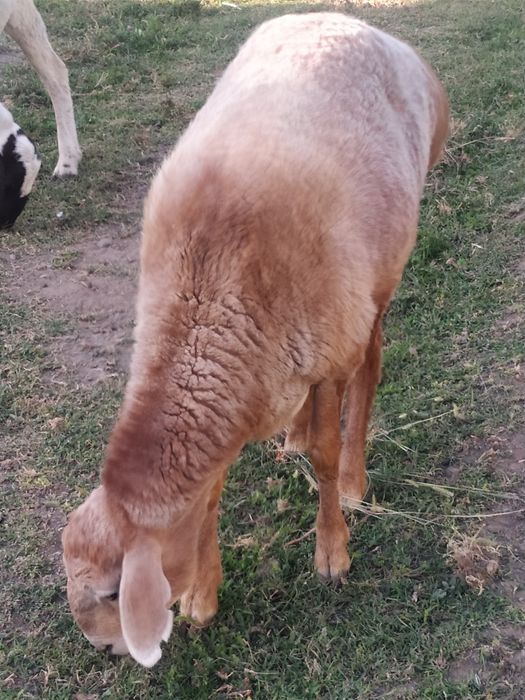 Кочкар откормленный