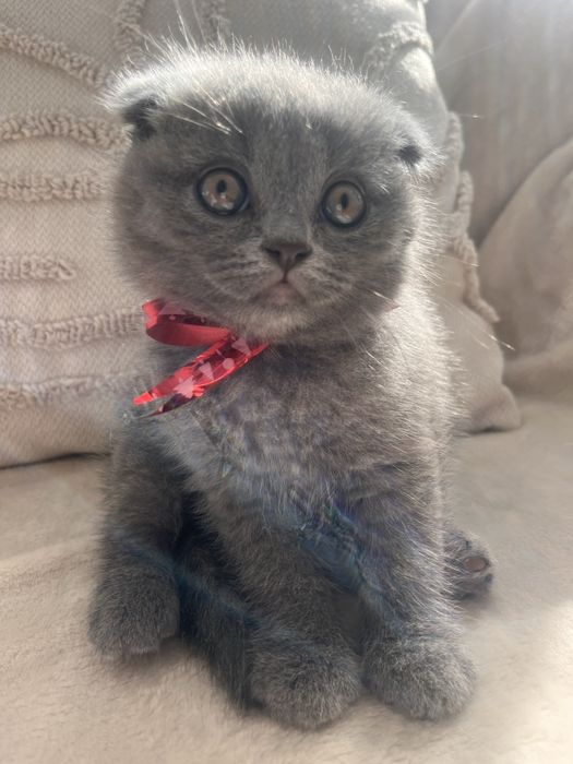 Motanel Scottish Fold