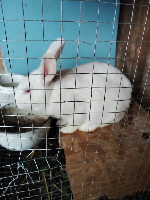 Hikol quyolari sotiladi