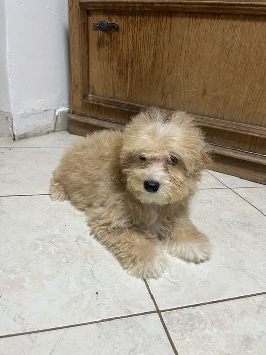 Vând femela Maltipoo