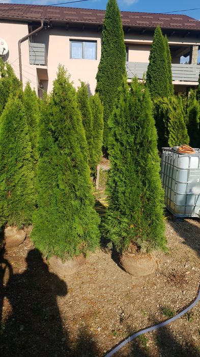 Vindem tuia de mai multe dimensiuni