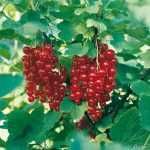 Coacaz rosu diferite soiuri