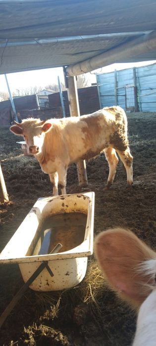 Продаются телочки