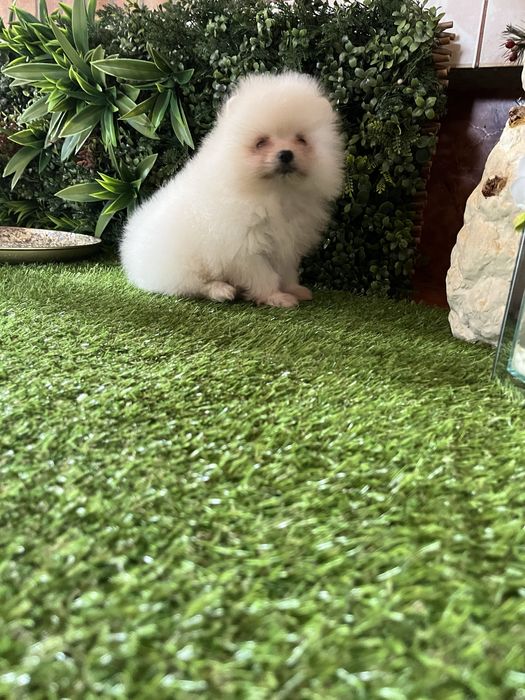 Pomeranian alb mini