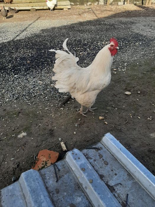 Găini astrolopi de vanzare