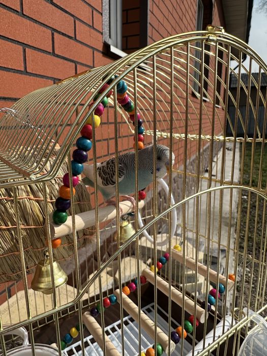 Продаю волнистого попугая