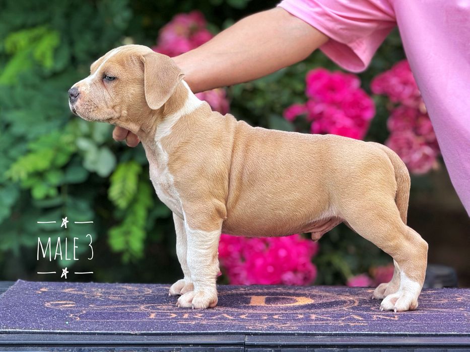Amstaff mascul rasă pură cu pedigree