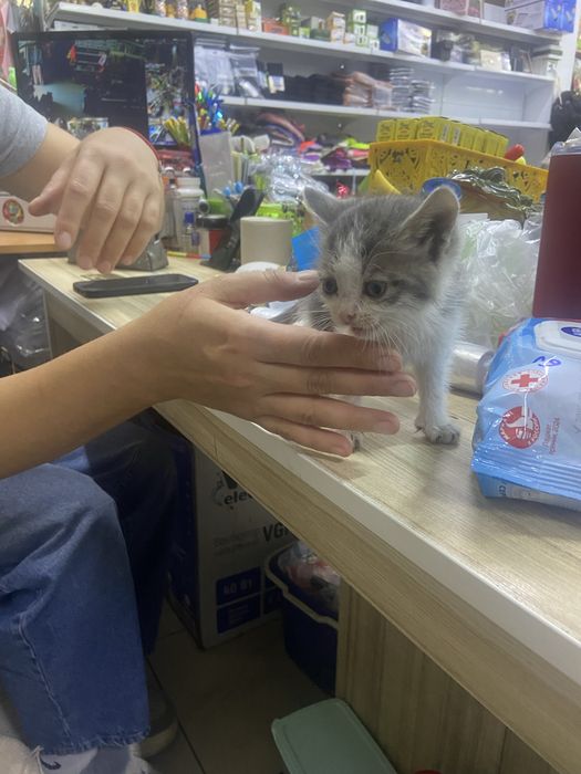 Котенок мальчик маленькии
