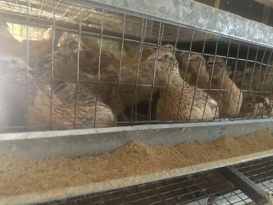Продам Перепелки несушки взрослые
