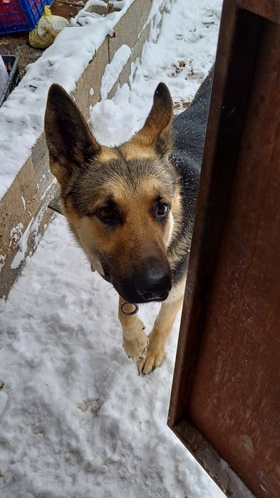 асалаумағаликум овчарка сатлады