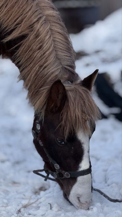 Доннен сатылады