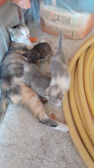 Четыре котята  отдам даром
