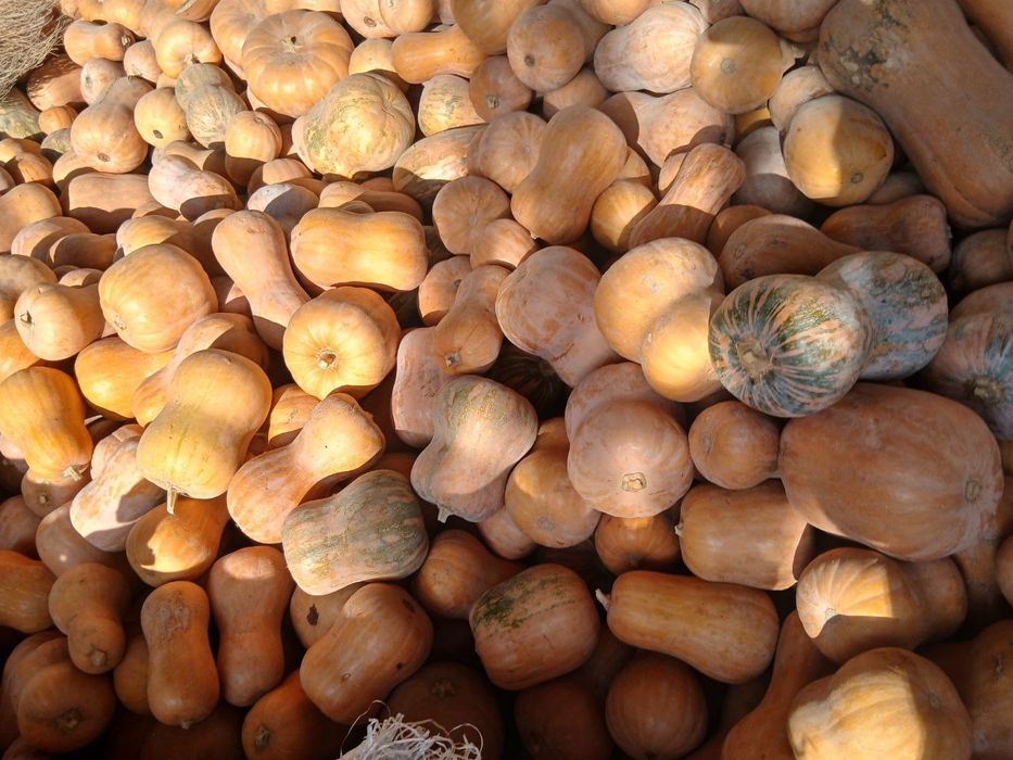 Osh qovoq  4000 Toshkent