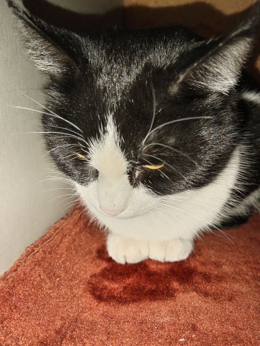 Хонаки уй мушуги озода ва акили соглом