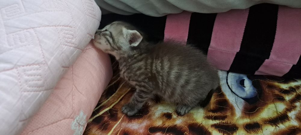 Котята в добрые руки, срочно