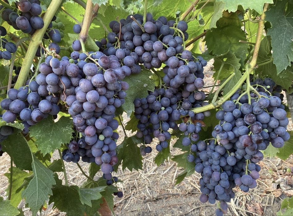 Struguri de vin