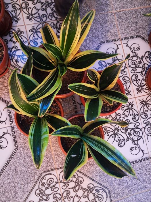 Цветы продаю Мырзакент