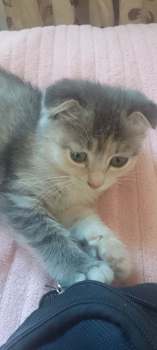 Котенок шотландский вислоухий