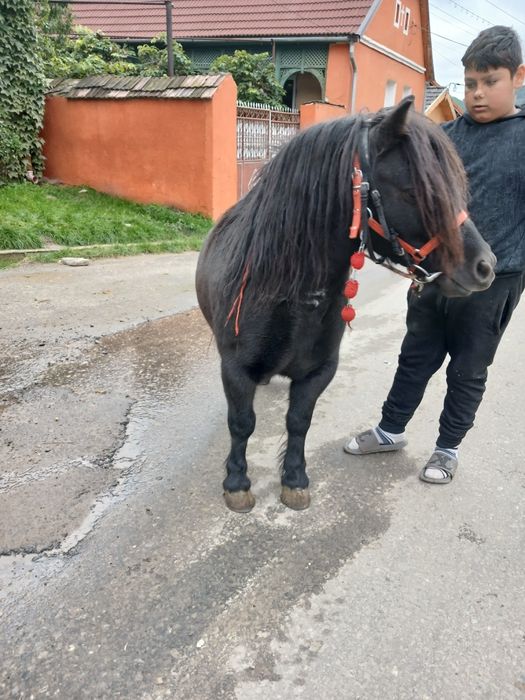 De vânzare poneiță de 6/7 ani