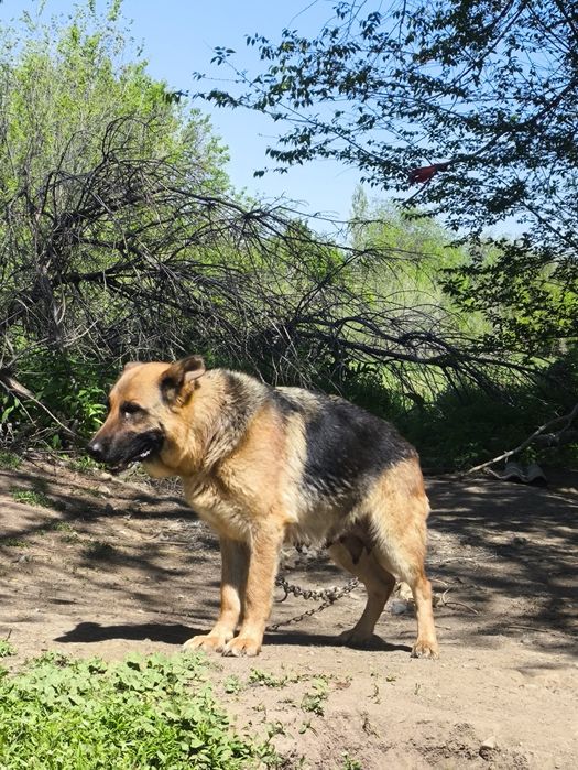 Овчарка сатылады