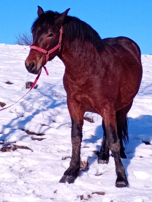 Vînd un Harmăsar de 2 ani