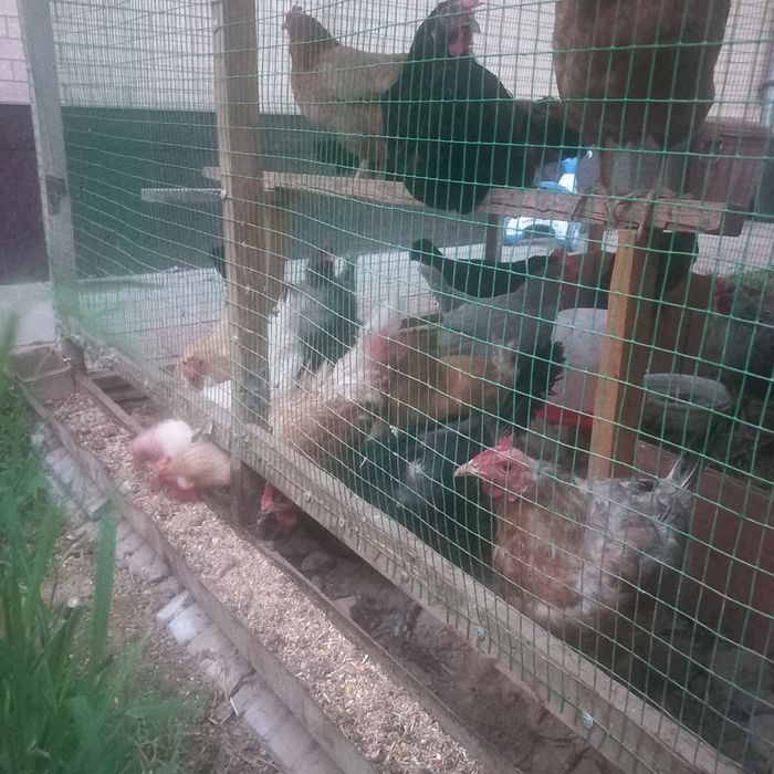 100% Xonaki rang-barang tovuqlar sotuvda