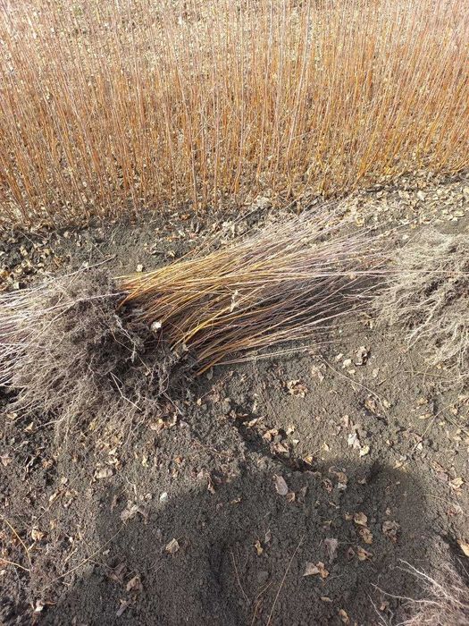 БЕРЁЗА (ок кайин) кучатлари 60 -400 см