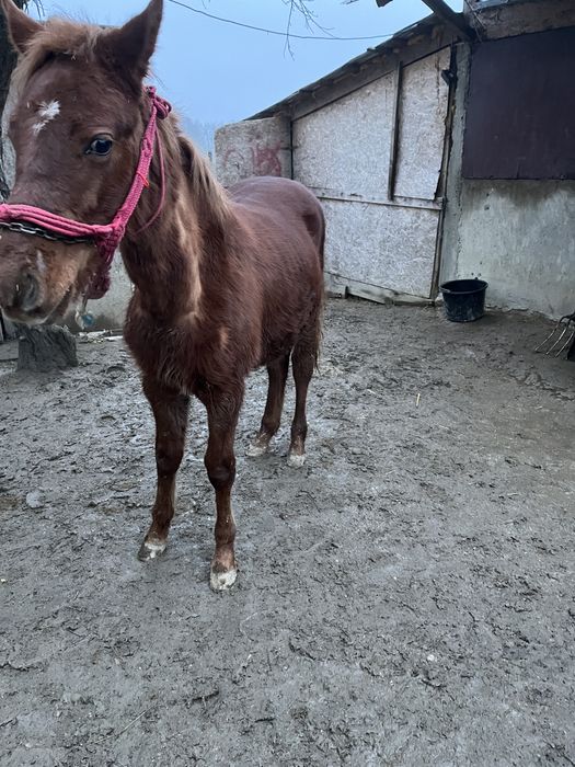 Mânz cuminte de vânzare