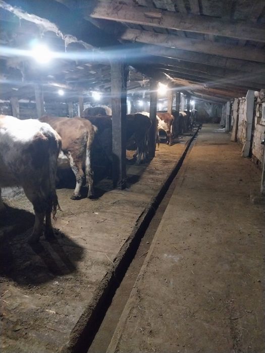 Продам коров сементальский