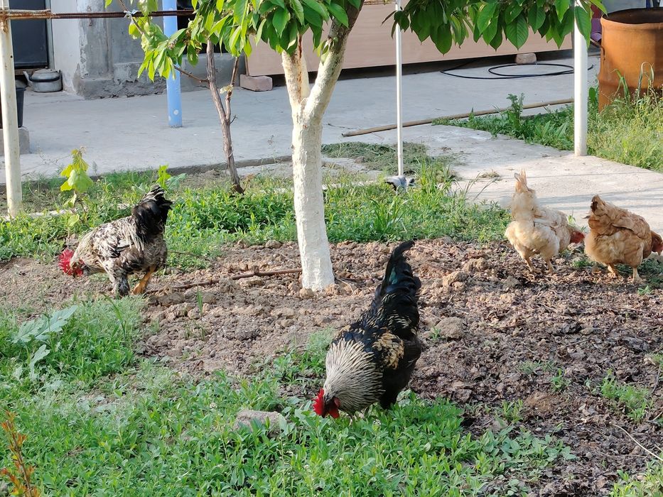 Петух / Хурозлар сотилади