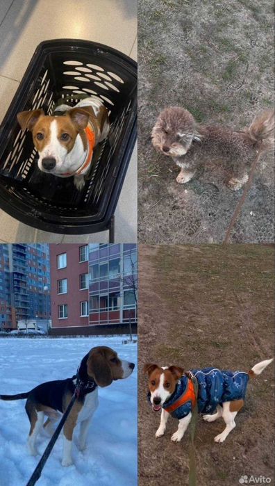 Передержка, зооняня для домашних животных